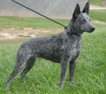 Australian stumpy tail cattle dog