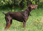 Section 1. Chiens de type pinscher et schnauzer - 1.1 Pinscher