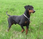 Pinscher allemand