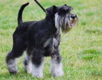 Schnauzer nain