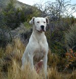 Dogue argentin