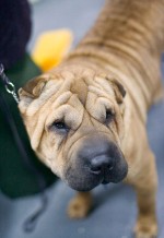 Shar Peï