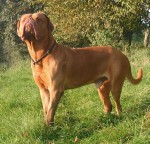 Dogue de Bordeaux