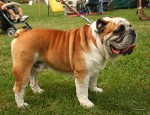 Bulldog