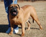 Bullmastiff