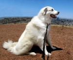 Chien de Montagne des Pyrénées