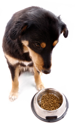 L'alimentation du chien
adulte, choisir les bons aliments pours
son chien.