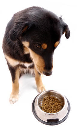 L'alimentation du chien
adulte, choisir les bons aliments pours
son chien.