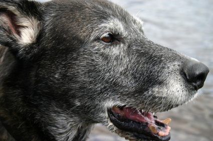 Age du chien, calculer l'age d'un chien.
