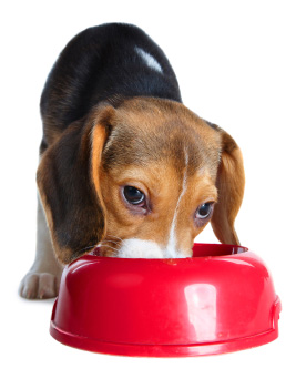 Alimentation spécifique du chien : diabète sucré, insuffisance cardiaque, insuffisance hépatique chronique, insuffisance rénale chronique (IRC), calculs urinaires.