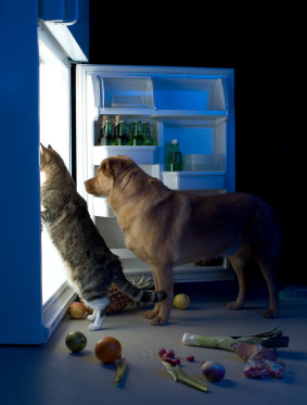 Alimentation du chien et du chiot, proposer une alimentation adaptée et de qualité à son chien