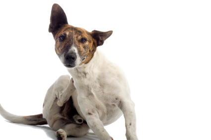 Les aoûtats chez le chien, lutter contre les aoûtats.