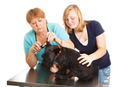 Entretien des oreilles du chien. Prévention des problèmes d'oreilles.