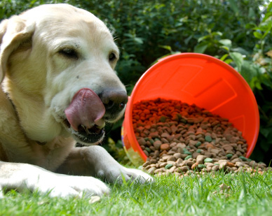 Alimentation du chien pour la lutte contre l'obésité.