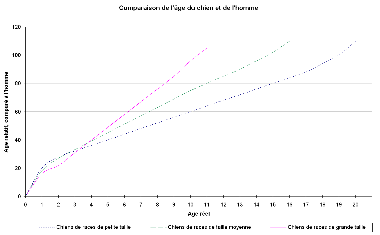 Age Du Chien Et Equivalence Avec L Age Humain Chien Nozamis