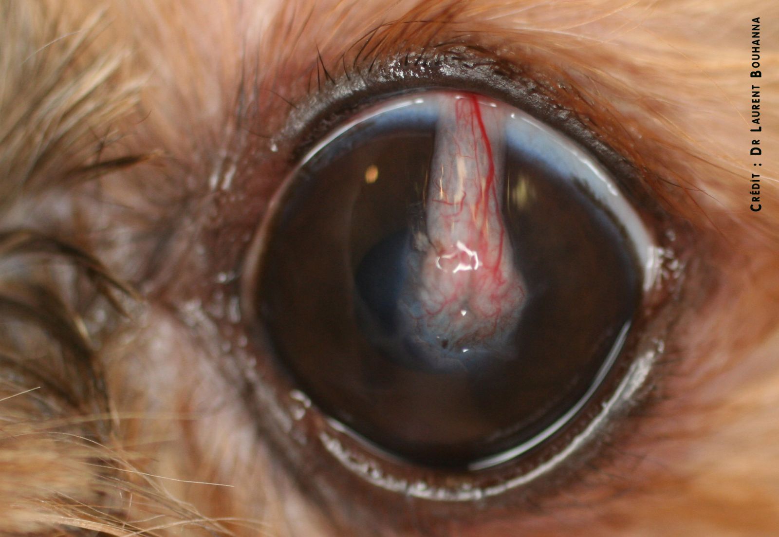 Traitement chirurgical chez un chien, d'un ulcère cornéen profond par une greffe conjonctivale pédiculée.