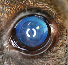 Prothèse intra-oculaire chez un chien opéré d'une cataracte : une lentille artificielle a été mise en place chirurgicalement