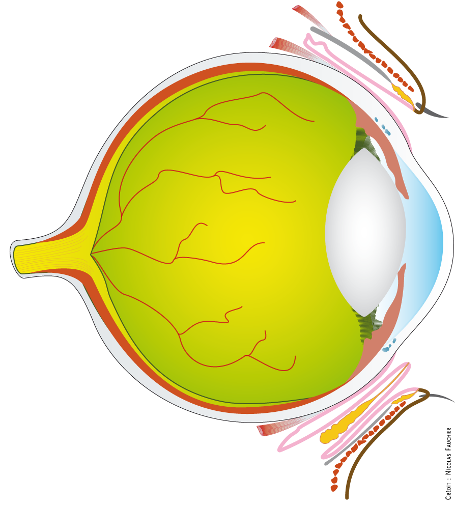 anatomie de l'oeil du chien : vue en coupe sagittale non légendée de l'oeil du chien et de ses annexes