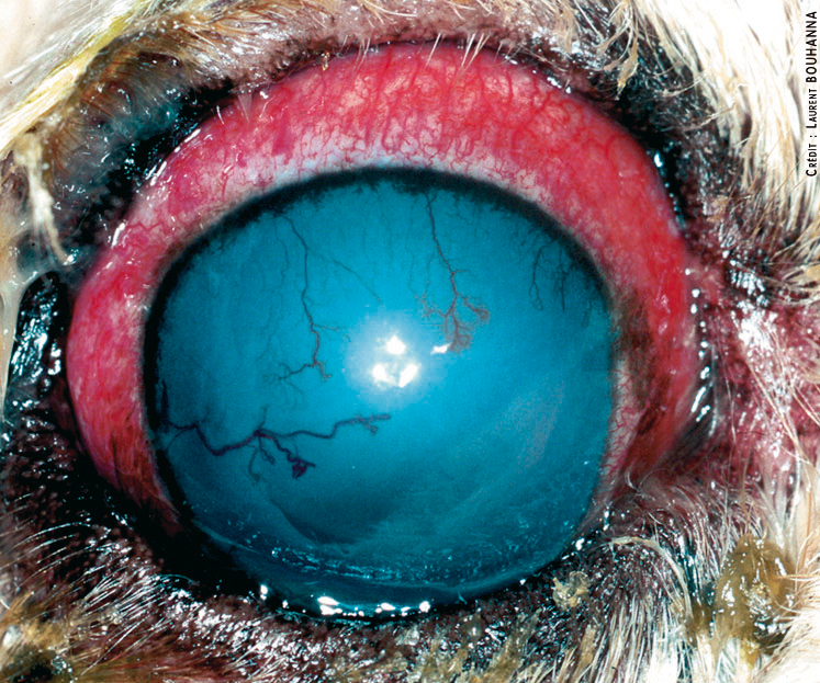 Glaucome chez un chien, se manifestant notamment par un oeil rouge et une opacification de la cornée