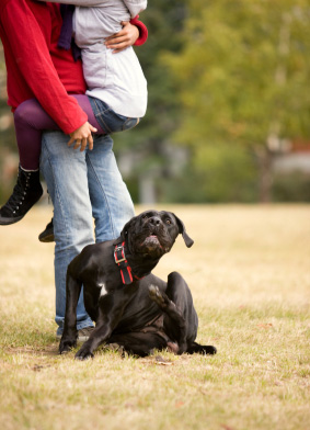 Anti-puces, se débarraser des puces du chien.