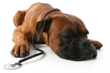 La santé du chien : bilan, vaccination, maladies, castration etc.