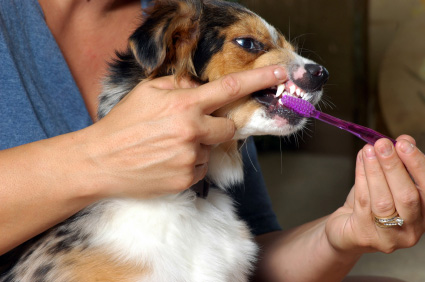 Hygiène bucco-dentaire du chien : entretien des dents de votre chien.