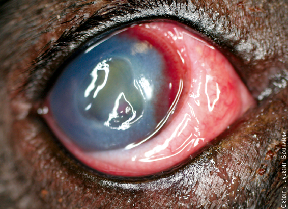 Ulcère cornéen profond chez un chien : une large dépression de la surface du globe est visible