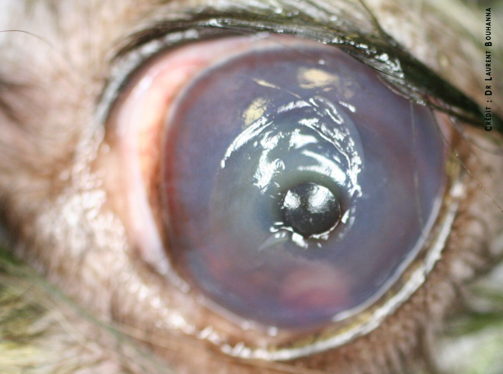 Ulcère de la cornée et descemètocèle chez un chien. Au niveau de la perte de substance de la cornée, la membrane de Descemet fait hernie.