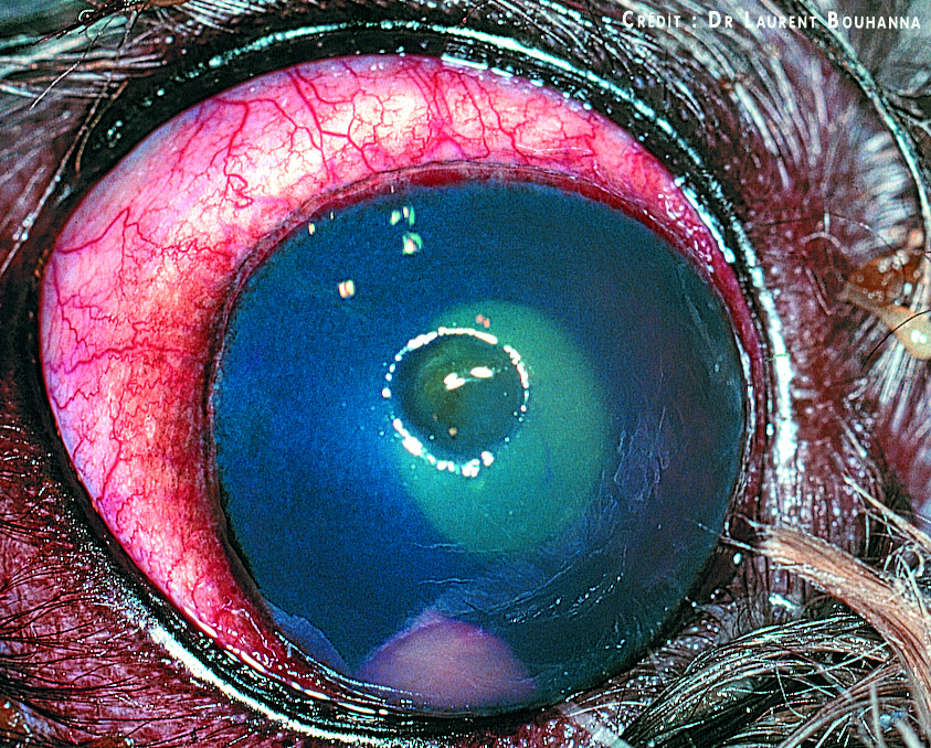 Ulcère de la cornée chez un chien. Il s'agit d'un ulcère profond, formant un cratère bien visible même à l'oeil nu.