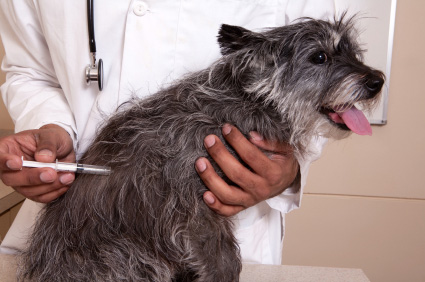 Vaccination chez le chien, faites vacciner votre chien.